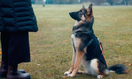 10 CLICKER TRAINING TIPS