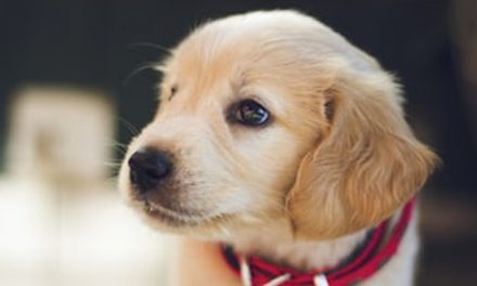 CREATING A FAMILY WELCOME CEREMONY FOR YOUR NEW PUPPY