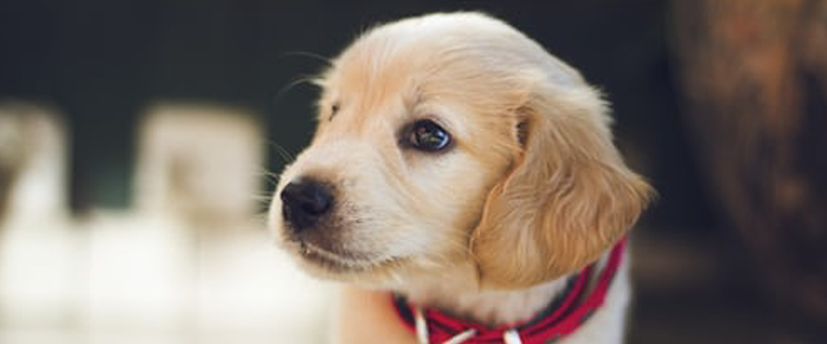 CREATING A FAMILY WELCOME CEREMONY FOR YOUR NEW PUPPY
