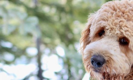 CANINE HORMONES