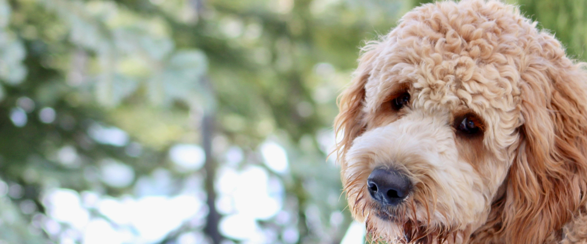 CANINE HORMONES