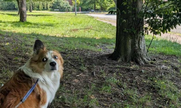 The Joy of Nature Walks: Budget-Friendly Ways to Keep Your Dog Active