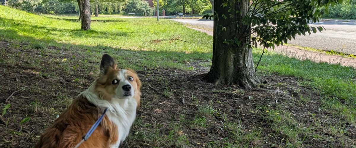 The Joy of Nature Walks: Budget-Friendly Ways to Keep Your Dog Active
