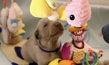 CREATING A PUPPY PLAYROOM