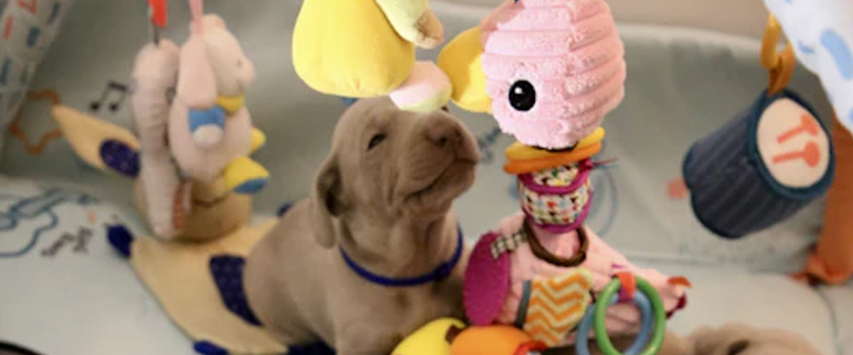 CREATING A PUPPY PLAYROOM