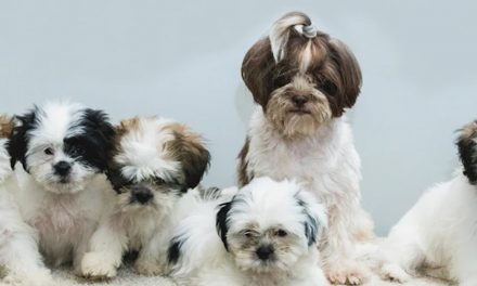 UNDERSTANDING THE MATERNAL INFLUENCE ON LITTER DYNAMICS