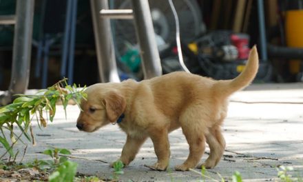 FINDING JOY IN A PUPPY-POWERED GARDEN ADVENTURE