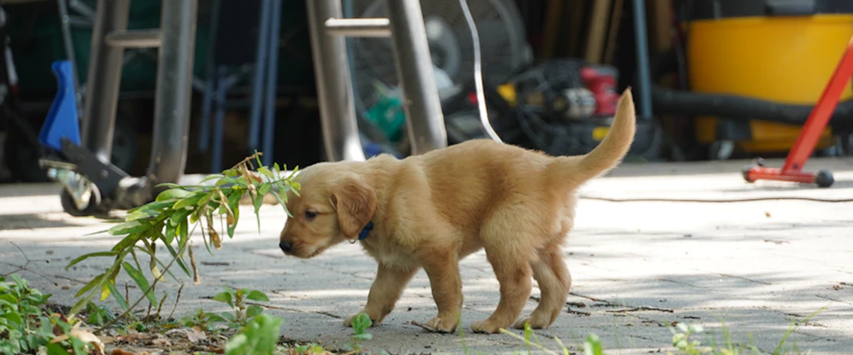 FINDING JOY IN A PUPPY-POWERED GARDEN ADVENTURE