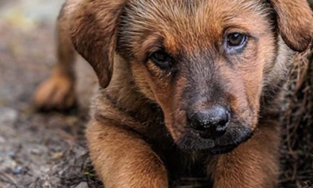 ADOPTING OLDER PUPPIES