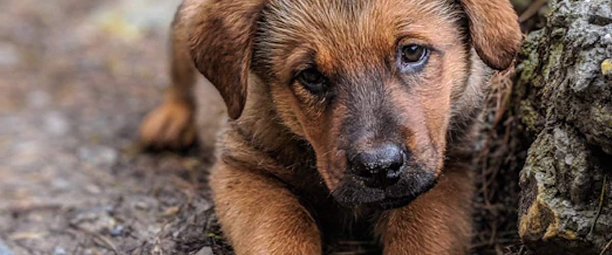 ADOPTING OLDER PUPPIES