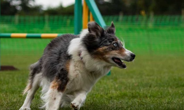 Creating a Dog-Friendly Obstacle Course in Your Backyard for Fun and Exercise