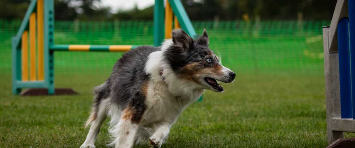 Creating a Dog-Friendly Obstacle Course in Your Backyard for Fun and Exercise