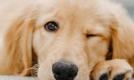 APARTMENT PUPPY