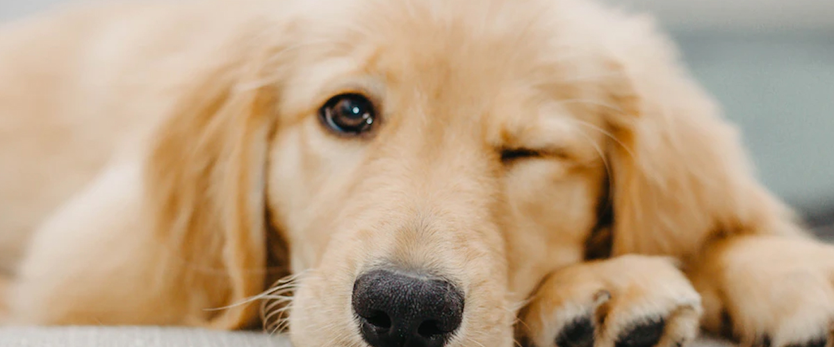 APARTMENT PUPPY