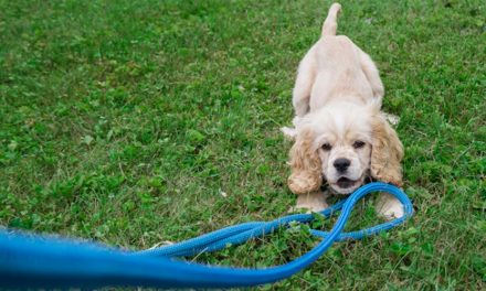 ART OF PUPPY PLAY
