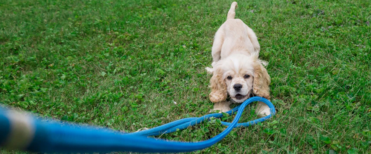 ART OF PUPPY PLAY