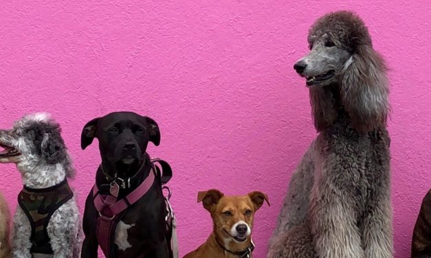 ART OF SOCIALISATION