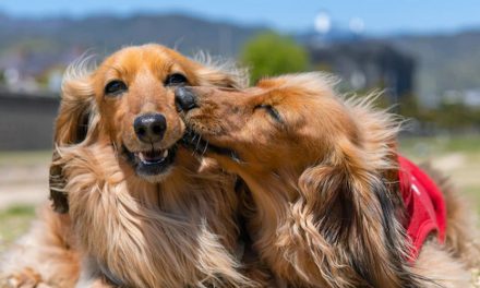 BEFORE YOU GET A DOG