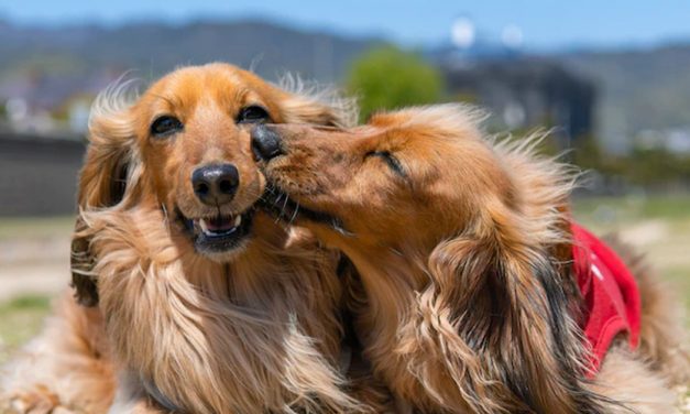 BEFORE YOU GET A DOG
