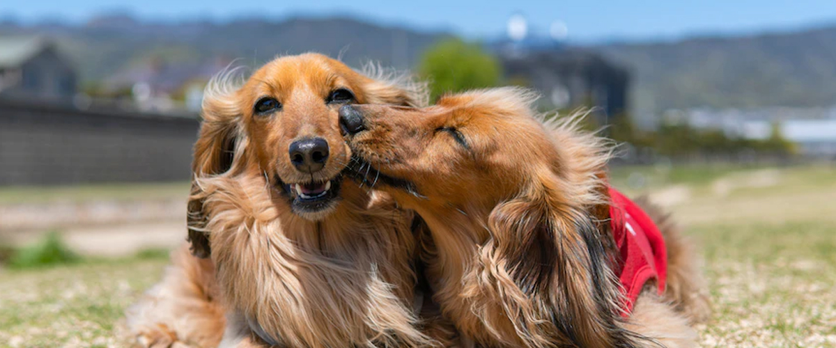 BEFORE YOU GET A DOG