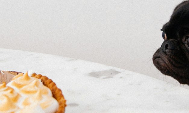 BEGGING AT THE TABLE