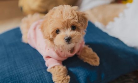 CHOOSING A PUPPY BASED ON YOUR LIFESTYLE