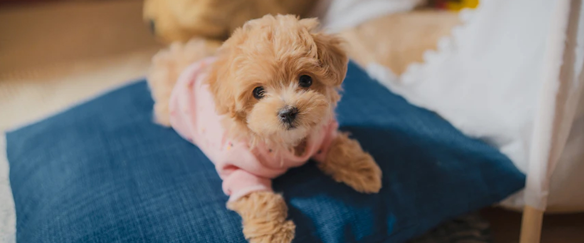 CHOOSING A PUPPY BASED ON YOUR LIFESTYLE