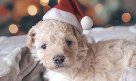 XMAS & PUP