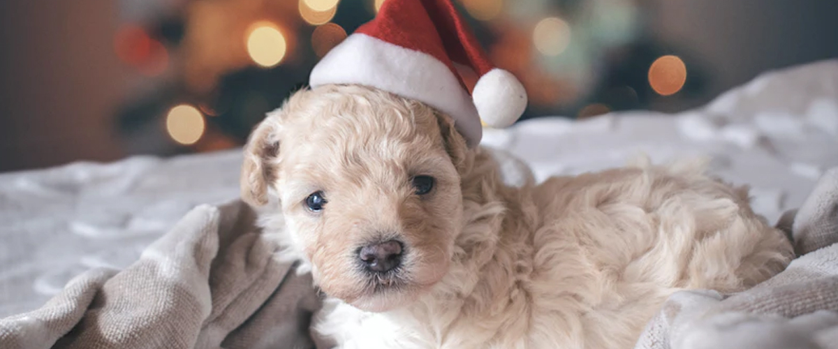 XMAS & PUP
