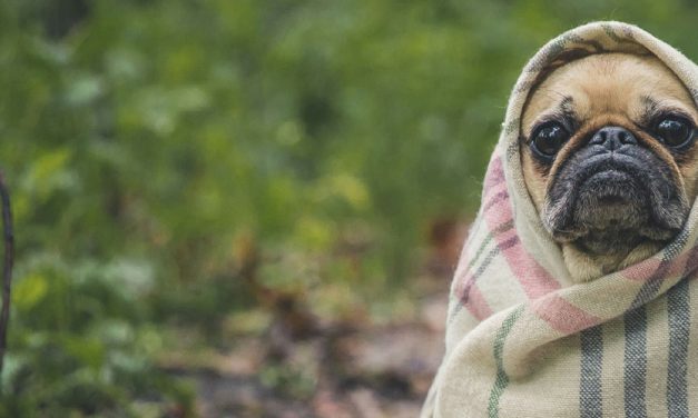 CLASSICAL CONDITIONING