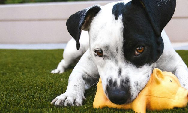 COMPULSIVE BEHAVIOUR