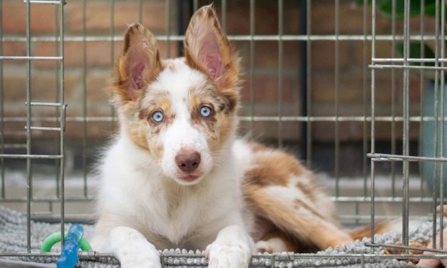 CRATE TRAINING BASICS