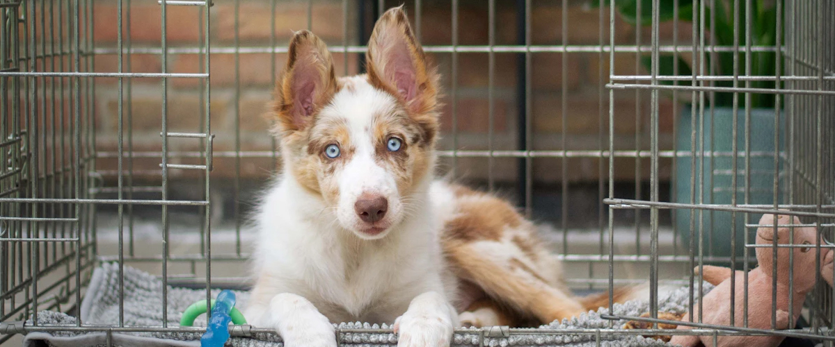 CRATE TRAINING BASICS