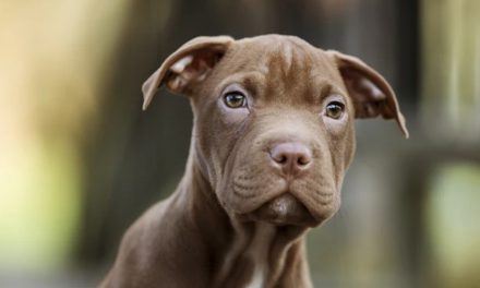 THE DANCE OF EARS