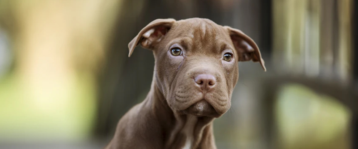 THE DANCE OF EARS