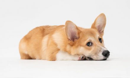 DECODING YOUR PUPPY’S BARK