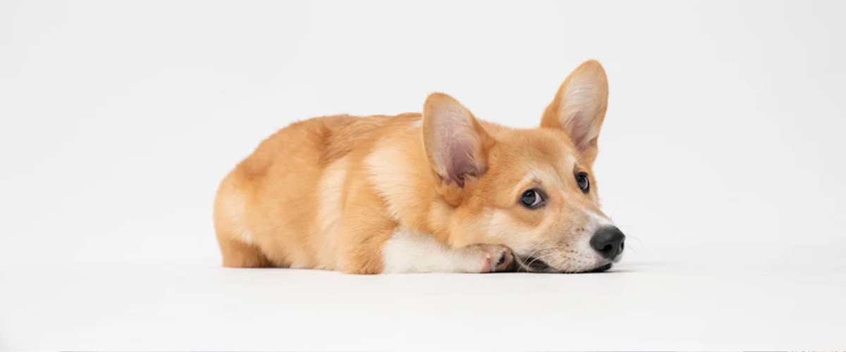 DECODING YOUR PUPPY’S BARK