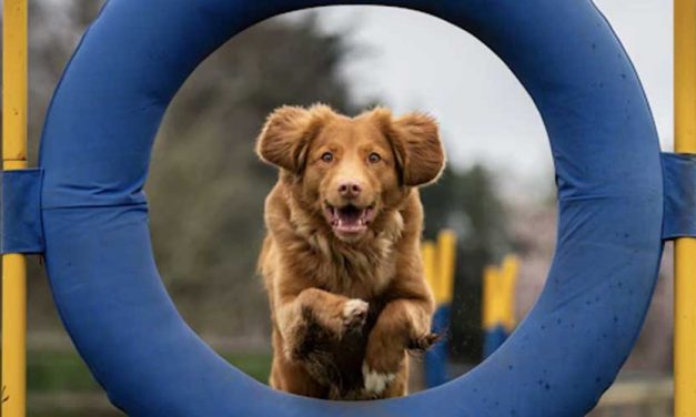 The World of Canine Sports: Finding Your Dog’s Hidden Talents