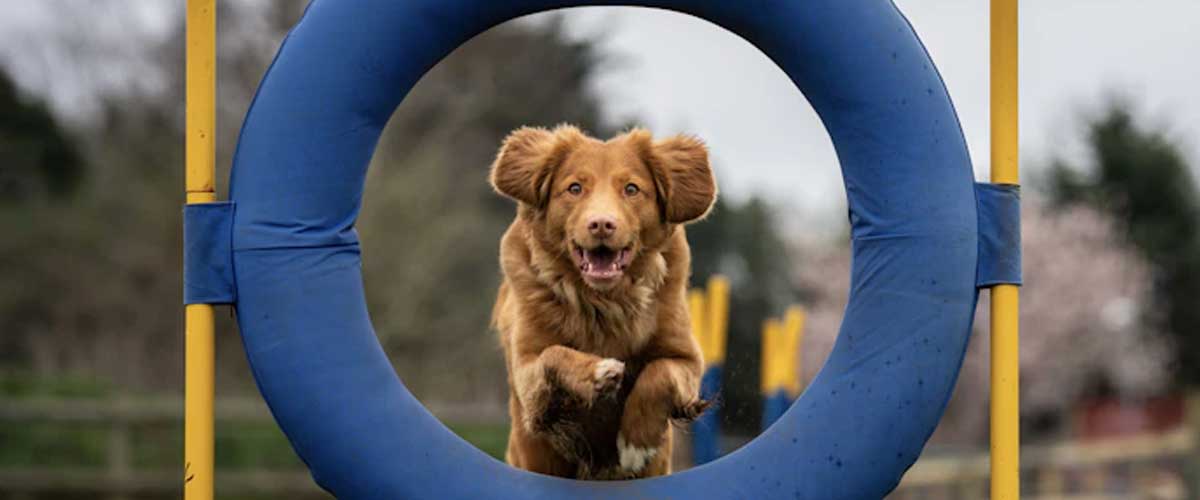 The World of Canine Sports: Finding Your Dog’s Hidden Talents