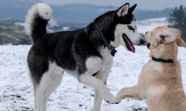 UNDERSTANDING DOG COMMUNICATION
