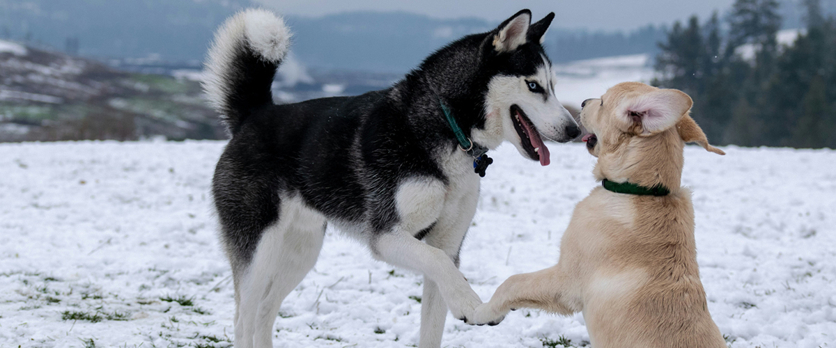 UNDERSTANDING DOG COMMUNICATION