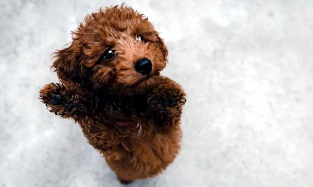 Incorporating Dance Into Your Dog’s Routine for Bonding and Fitness