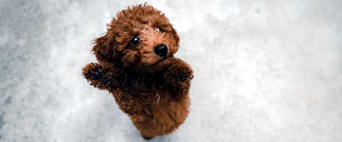 Incorporating Dance Into Your Dog’s Routine for Bonding and Fitness