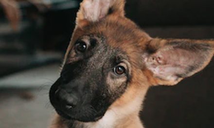 HEALTHY EARS