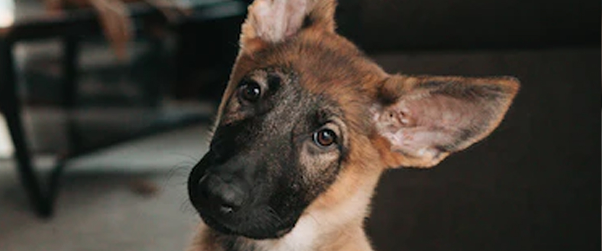 HEALTHY EARS