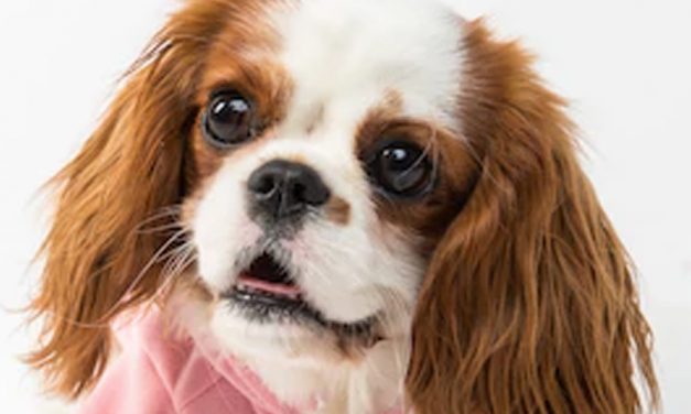 EXCITEMENT URINATION