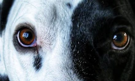 DOG EYE CARE