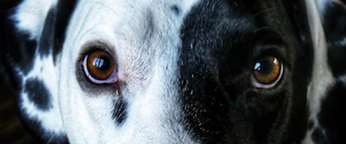 DOG EYE CARE