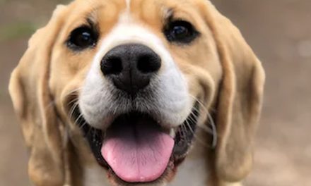 DOG HABITS