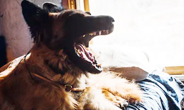 DOG HOWLING – SEPARATION ANXIETY